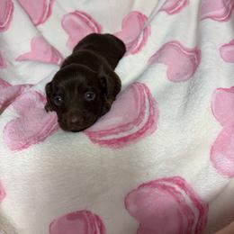 Genie - Chocolate female Dachshund puppy in Lake City, Florida from My Ditzy Doxies of Florida