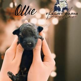 Ollie - Wheaten male Whoodle puppy in Knoxville, Tennessee from Fleury Farm Doodles TN