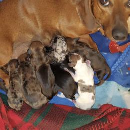 Dachshund Puppies from Eva Leas Pups