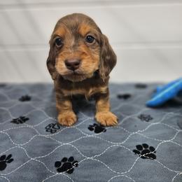 Rio - Dapple male Dachshund puppy in Anaconda, Montana from Montana Country Dachshunds