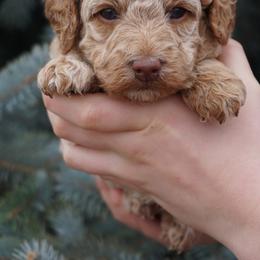 Sugar - Apricot female Poodle puppy in Caldwell, Idaho from Treasure Valley Poodles