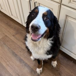 Lucy - Bernese Mountain Dog