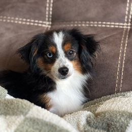 Gunny - Toy Australian Shepherd