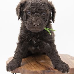Donner - Green Collar - Chocolate male Labradoodle puppy in Lehi, Utah from Our Little Farm Life Doodles
