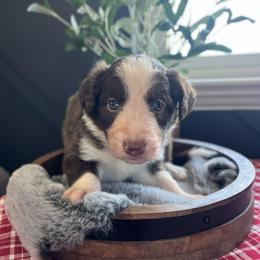 Bow Tie- 'Bo' - White and red male Bordoodle puppy in Valley Center, California from Circle R Valley Bordoodls