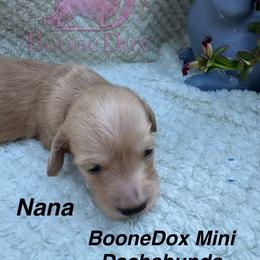 Nana - Cream female Dachshund puppy in Lexington, Oklahoma from BooneDox Miniature Dachshunds