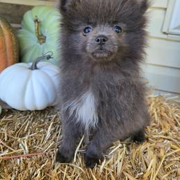 Boy 2 - Blue sable male Pomeranian puppy in Wilder, Idaho from Mary's Pomeranians