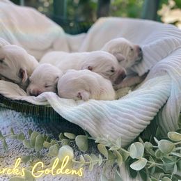 Golden Retriever Puppies from DeClercks Goldens