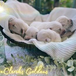Golden Retriever Puppies from DeClercks Goldens