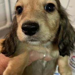 Dachshund Puppies from STORIED DOXIES