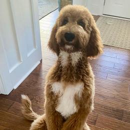 Goldendoodle Puppies from Wrightsville Beach GoldenDoodles