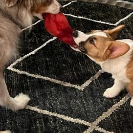 Pembroke Welsh Corgi Puppies from Dream Catcher Corgis
