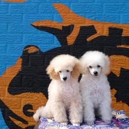 Poodle Puppies from Adagio Toy Poodles