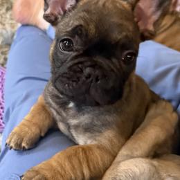 French Bulldogs from Rebecca White