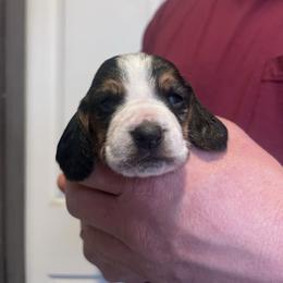 Boy 3 - Black brown and white male Basset Hound puppy in Noblesville, Indiana from Russell Bassets