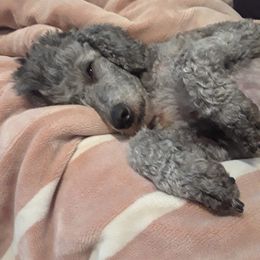 Poodle All Grown Up from Aurak