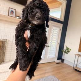 Movie - Black and white male Sheepadoodle puppy in North Royalton, Ohio from Johnson's Doodles
