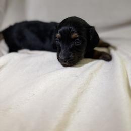 Girl 1 - Black and tan female Dachshund puppy in Texarkana, Arkansas from Cadie Bounds