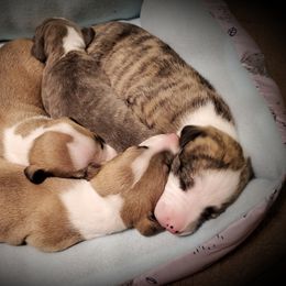 Whippet Puppies from Mohr Whippets