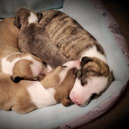 Whippet Puppies from Mohr Whippets