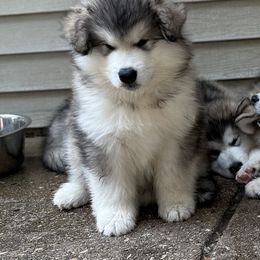 Bleu - Seal and white male Alaskan Malamute puppy in Mc Henry, Illinois from Sno-Ridge Alaskan Malamutes est 1972