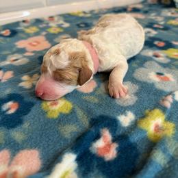Tulip - Parti female Poodle puppy in Queen Creek, Arizona from Desert Dusted Poodles