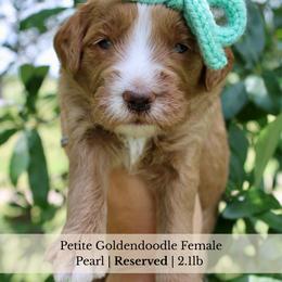 Pearl - Red  female Goldendoodle puppy in Comanche, Texas from Central Texas Doodles, LLC.