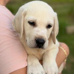 August - Yellow male Labrador Retriever puppy in Archer Lodge, North Carolina from Archer Lodge Labradors