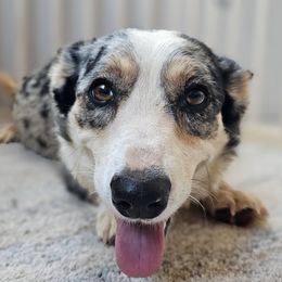 Lilly - Cardigan Welsh Corgi