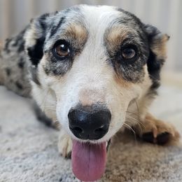 Lilly - Cardigan Welsh Corgi