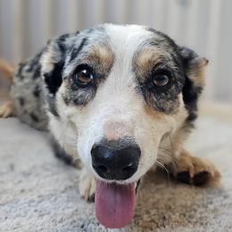 Lilly - Cardigan Welsh Corgi