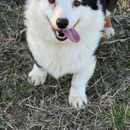 Schumaker's TRUTH - Black and tan male Pembroke Welsh Corgi puppy in Heyworth, Illinois from Schumaker Corgis
