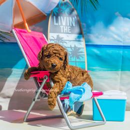 Poodle Puppies from Southern Girls Poodles