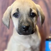 RC Cola - Yellow Black Mouth Cur puppy in Warsaw, Missouri from Heritage Cow Dogs
