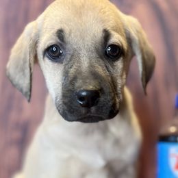 RC Cola - Yellow Black Mouth Cur puppy in Warsaw, Missouri from Heritage Cow Dogs