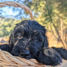 Willow - Black and white female Bernedoodle puppy in Mariposa, California from Ginger & Spice Farm Puppies