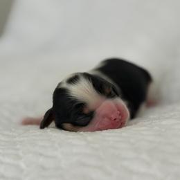 Wally - Tri-color male Cavalier King Charles Spaniel puppy in Broxton, Georgia from Cavalier & Co.