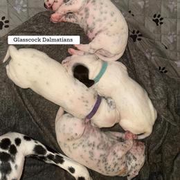 Dalmatian Puppies from Glasscock Dalmatians