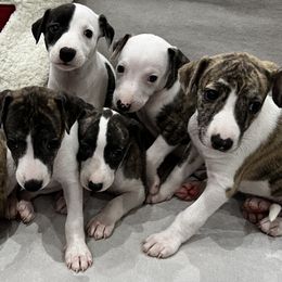 Whippets from Rainbow Whippets