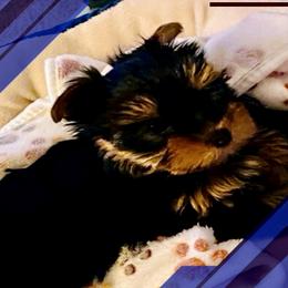 Biewer Terriers, Miniature Schnauzers, Morkies, and Yorkshire Terriers from Blue Ridge Mountain Puppies