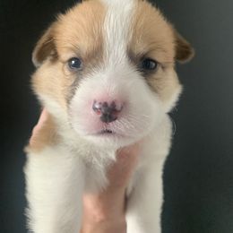 Boy 4 - Red Pembroke Welsh Corgi puppy in Cumming, Georgia from Carter’s Corgis LLC