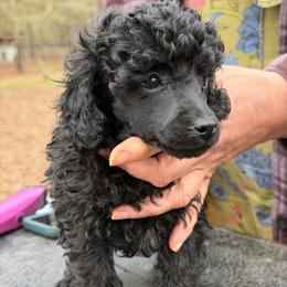 Emmy Lou - Blue female Poodle puppy in Florence County, South Carolina from Modern Family Standards