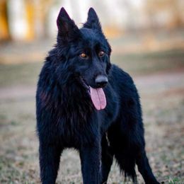 Tiana - German Shepherd