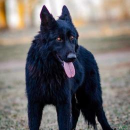 Tiana - German Shepherd