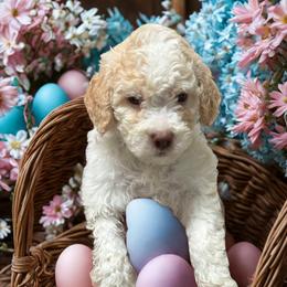 Gray Boy - Orange male Lagotto Romagnolo puppy in Chicago, Illinois from Midwest Lagotto Romagnolo