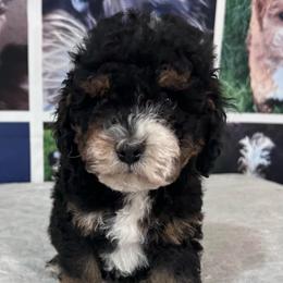Rae - Tri-color female Bernedoodle puppy in Lincoln, Nebraska from GRand Doodles