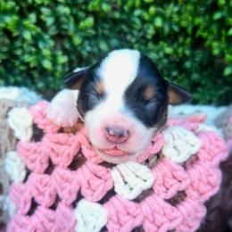 Miss Typhoon - Black tri female Toy Australian Shepherd puppy in Dolan Springs, Arizona from High Desert Companions