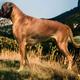 ANNA Spain 🇪🇸  import  (Venera Boxer Del Mar)
