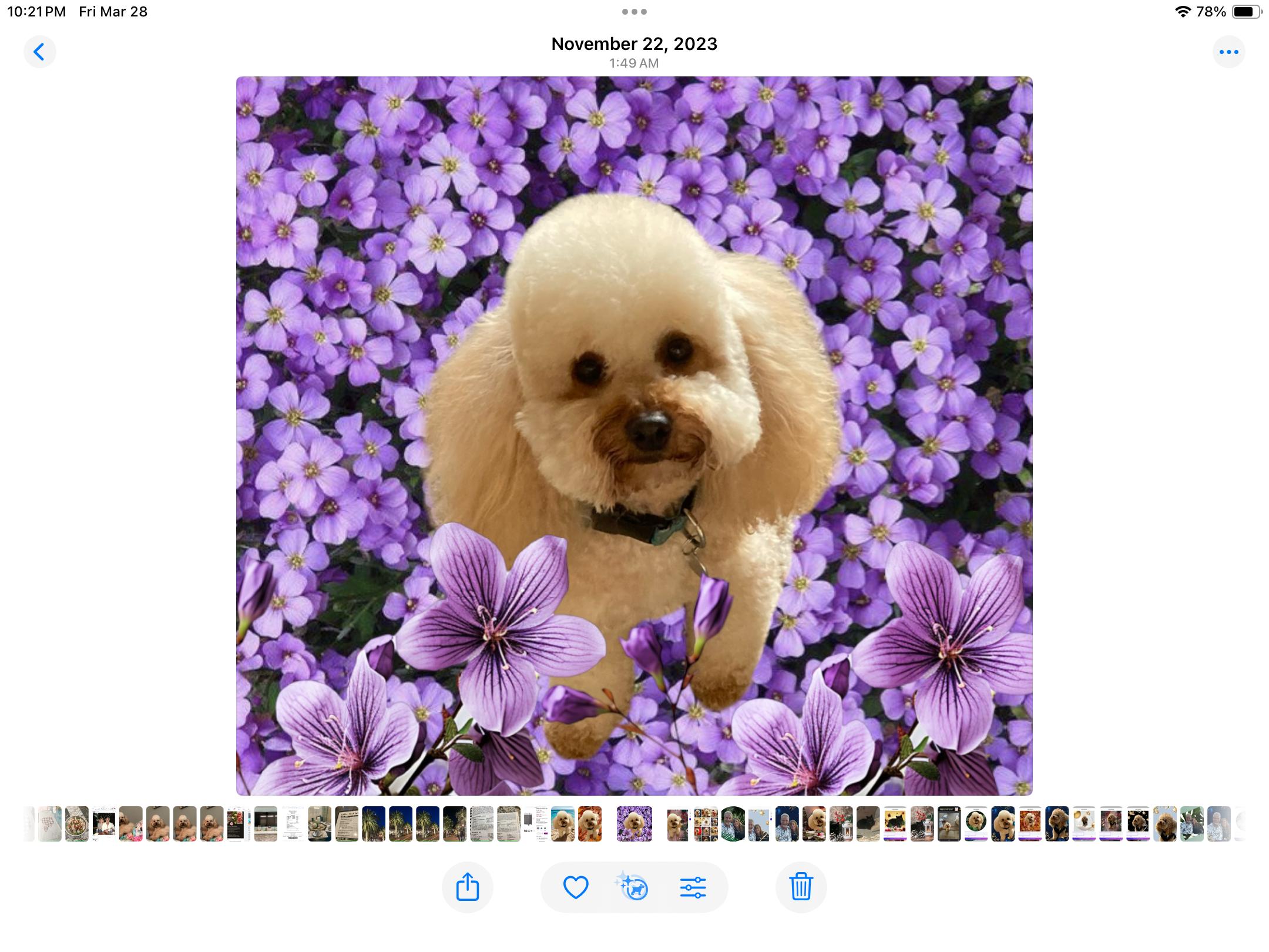 Martin's Cockapoos in California | Cockapoo puppies | Good Dog