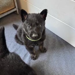 Linden - Bi-color male German Shepherd puppy in Salem, Virginia from Vom Kylohaus German Shepherds